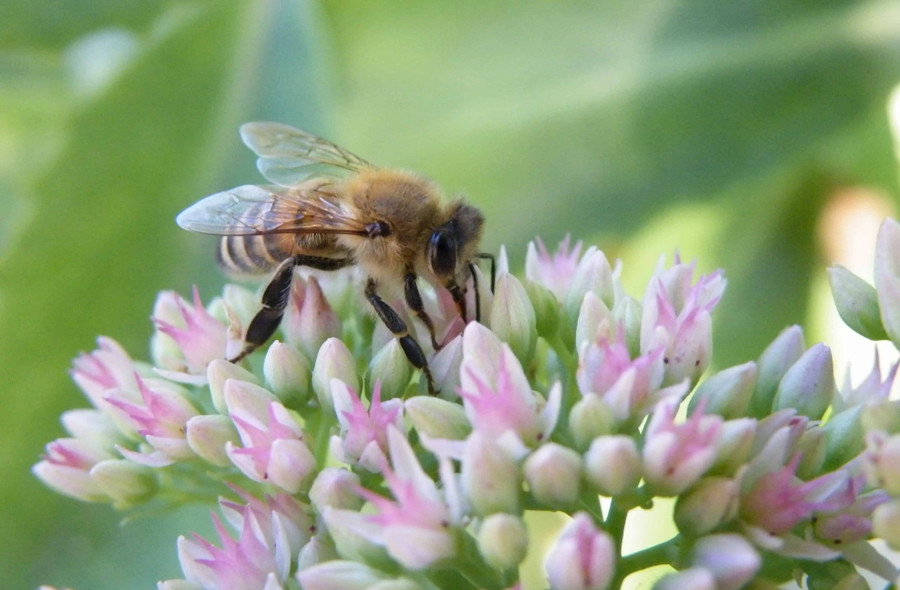 Ảnh minh họa: ITN.
