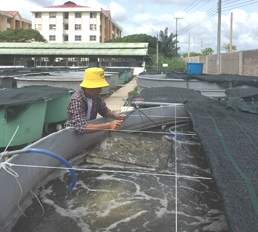 Nghiên cứu, phát triển nuôi tôm siêu thâm canh trong hệ thống tuần hoàn tại Khoa Thủy sản (Trường ĐH Cần Thơ).
