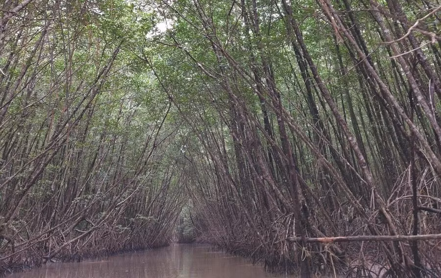 Vườn Quốc gia Mũi Cà Mau.
