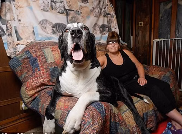 Những chú chó có chiều cao, cân nặng ‘khủng’ nhất thế giới