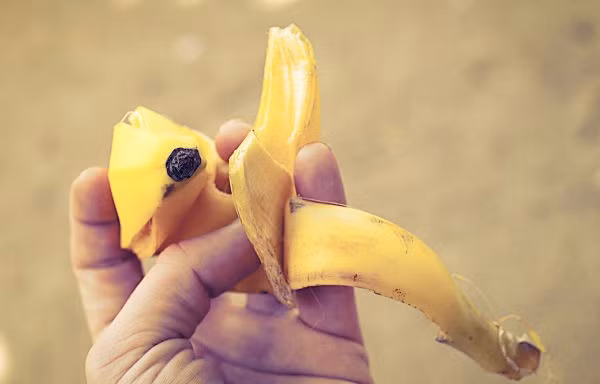 10. Vỏ chuối: Nhiều người cho rằng vỏ chuối rất hữu dụng trong việc làm giảm cảm giác ngứa do muỗi đốt nhưng chưa nhiều nghiên cứu chứng minh điều này. Nhiều nhà khoa học cho rằng thành phần đường trong vỏ chuối có tác dụng làm dịu và đẩy bớt dịch ra ngoài da.