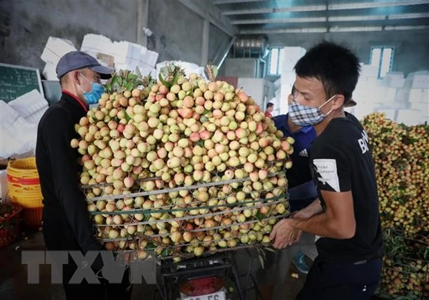 Một điểm thu mua vải ở huyện Tân Yên, Lục Ngạn, Bắc Giang ngày 28/5. (Ảnh: Danh Lam/TTXVN)