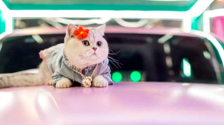 Chú mèo Mao Mao làm mẫu tại một buổi triển lãm oto.