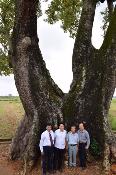 Hai cay Gao Than Nong duoc vinh danh Cay Di san Viet Nam - Anh 3