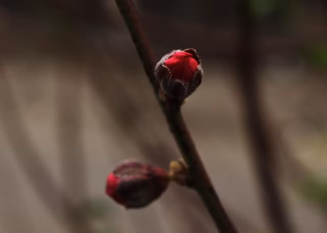 Nụ hoa đang hé nở