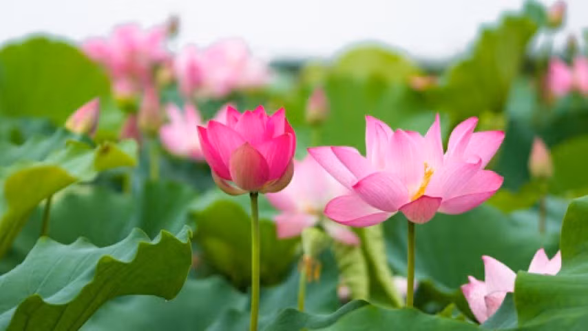 Nguyễn Trãi: Tư tưởng Nhân nghĩa trong “Quốc âm thi tập” ảnh 2