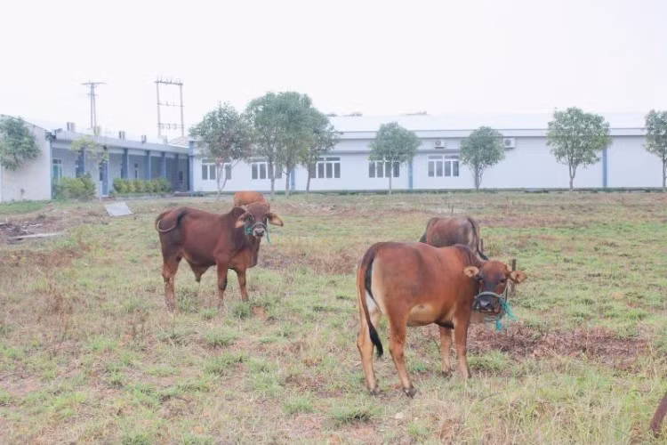 Phần lớn diện tích đất đều bị cỏ bao phủ, làm nơi chăn thả gia súc.