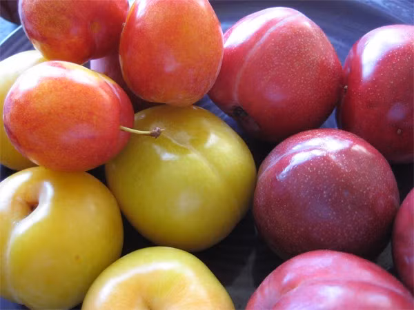 Những mối nguy hại cần biết khi ăn một số loại trái cây mùa hè