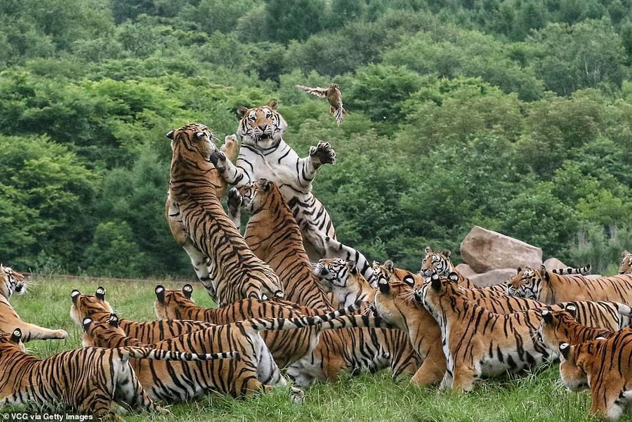 Những con hổ to béo khỏe nhất bật cao để tóm con mồi. Những con hổ to béo khỏe nhất bật cao để tóm con mồi.