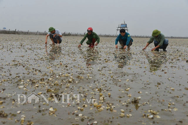 Ngao chết ở Quảng Ninh: Lượng lớn giống nhập từ Trung Quốc