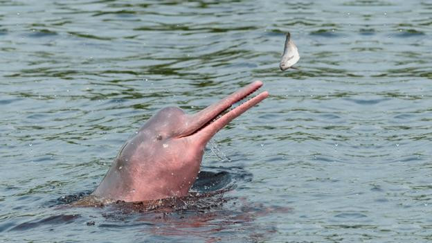 Tuyệt đẹp loài cá heo hồng cực hiếm trên sông Amazon hình ảnh 5 tuyet dep loai ca heo hong cuc hiem tren song amazon hinh anh 5