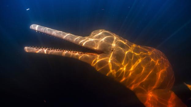 Tuyệt đẹp loài cá heo hồng cực hiếm trên sông Amazon hình ảnh 1 tuyet dep loai ca heo hong cuc hiem tren song amazon hinh anh 1