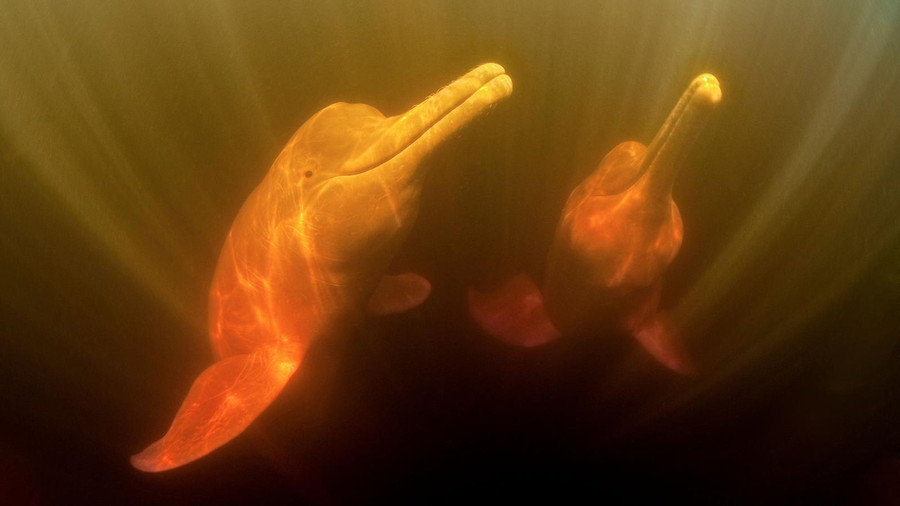 Tuyệt đẹp loài cá heo hồng cực hiếm trên sông Amazon hình ảnh 6 tuyet dep loai ca heo hong cuc hiem tren song amazon hinh anh 6