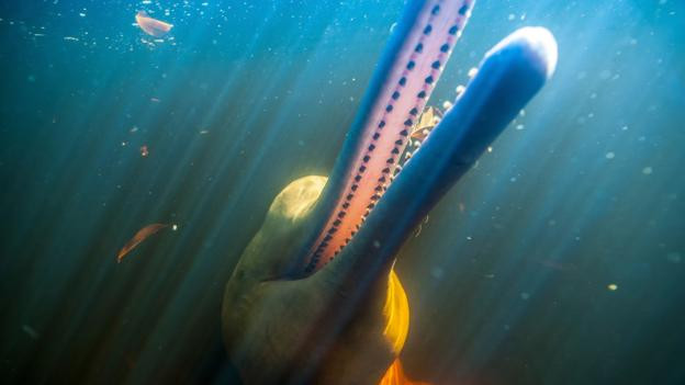 Tuyệt đẹp loài cá heo hồng cực hiếm trên sông Amazon hình ảnh 4 tuyet dep loai ca heo hong cuc hiem tren song amazon hinh anh 4