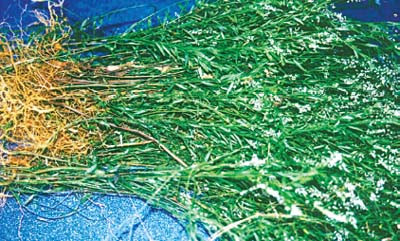 Trị viêm xoang mũi dị ứng bằng cây viễn chí lá nhỏ ảnh 1 Trị viêm xoang mũi dị ứng bằng cây viễn chí lá nhỏ