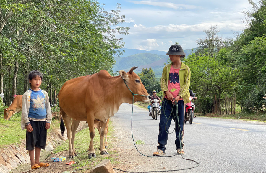 Ngày hè của chị em Y Nhật là phụ cha, mẹ đi chăn bò.