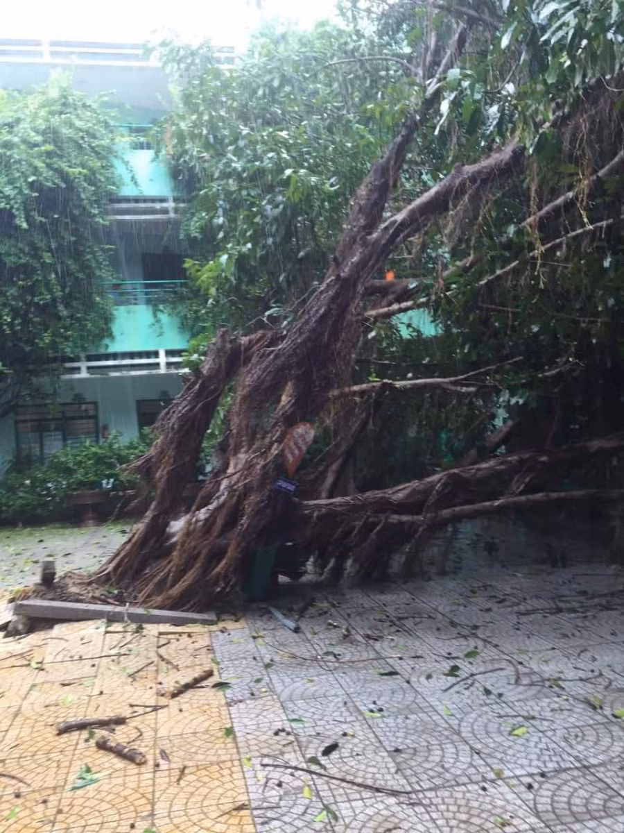 Cây xanh ở nhiều trường học bị bật gốc