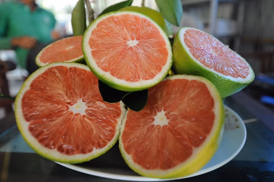 Cam ruột đỏ chất lượng thơm ngon, màu sắc bắt mắt.