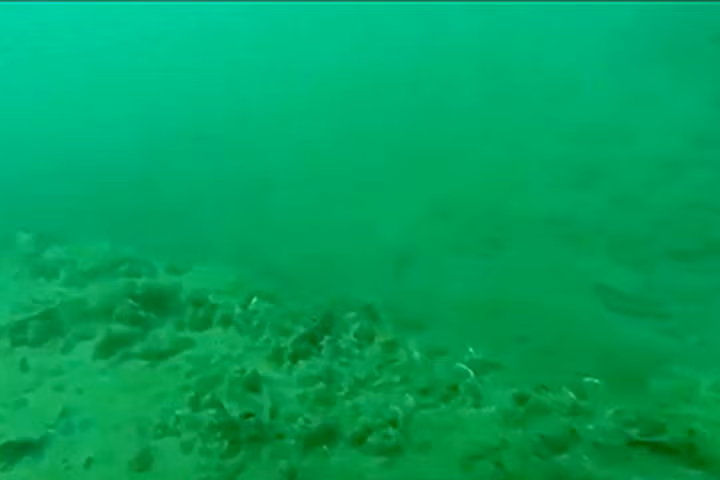 Cá ở Vũng Áng có dấu hiệu sinh sôi