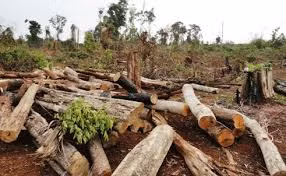 Thủ tướng yêu cầu 3 tỉnh kiểm tra phản ánh việc chặt phá rừng