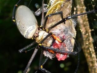 Nhện “khủng” giăng lưới phanh thân chim ảnh 9