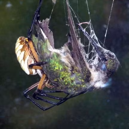 Nhện “khủng” giăng lưới phanh thân chim ảnh 6