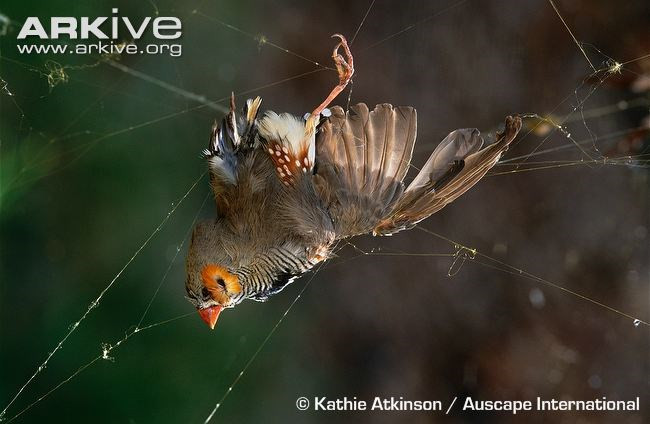 Nhện “khủng” giăng lưới phanh thân chim ảnh 10