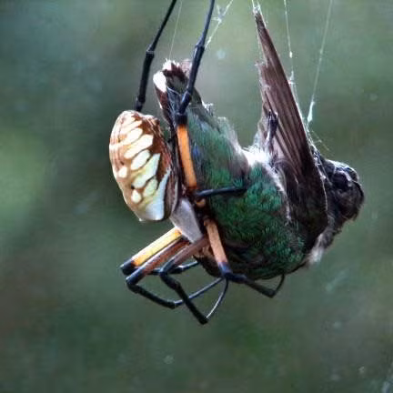 Nhện “khủng” giăng lưới phanh thân chim ảnh 5