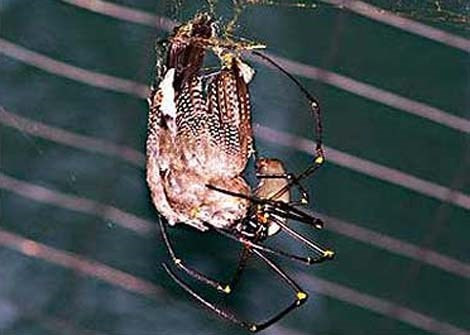 Nhện “khủng” giăng lưới phanh thân chim ảnh 2