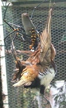 Nhện “khủng” giăng lưới phanh thân chim ảnh 4