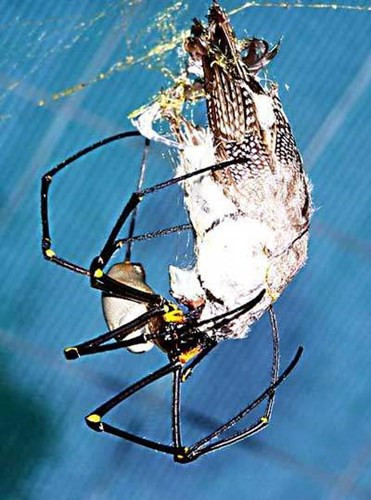 Nhện “khủng” giăng lưới phanh thân chim ảnh 8