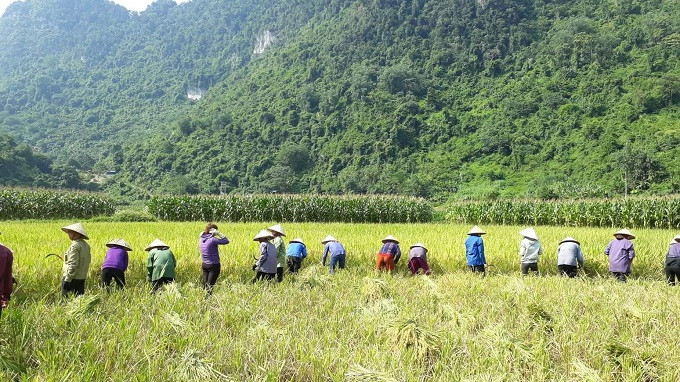 Cánh đồng 02 vụ lúa, 01 vụ màu rộng 34 ha hiện đang nuôi sống hàng trăm nhân khẩu tại thôn Khắc Kiệm, xã Thần Sa từ bao đời nay giờ sắp được nhường chỗ cho dự án khai thác vàng sa khoáng với diện tích được cấp phép rộng 42,09 ha bao trùm lên toàn bộ diện tích đất lúa. Tuy nhiên, thực tế hiện nay chính quyền tỉnh Thái Nguyên đang từng bước, mỗi năm đưa 8ha đất lúa ra để cấp không cho doanh nghiệp, thay vì phải xin ý kiến của các Bộ, ngành và trình Thủ tướng Chính phủ phê duyệt.