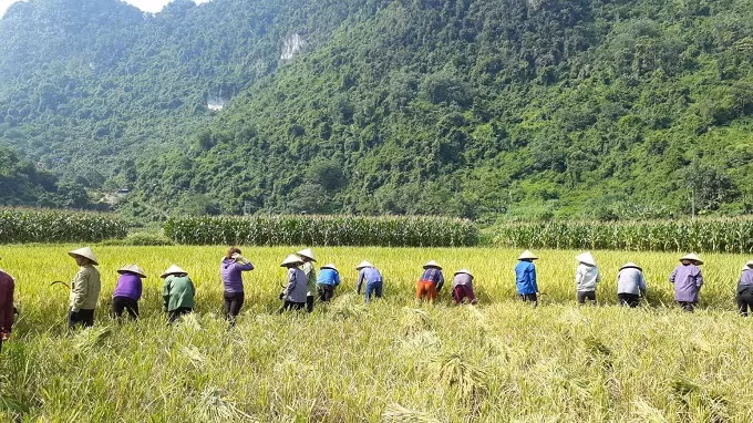 Cánh đồng 02 vụ lúa, 01 vụ màu rộng 34 ha hiện đang nuôi sống hàng trăm nhân khẩu tại thôn Khắc Kiệm, xã Thần Sa từ bao đời nay giờ sắp được nhường chỗ cho dự án khai thác vàng sa khoáng với diện tích được cấp phép rộng 42,09 ha bao trùm lên toàn bộ diện tích đất lúa. Tuy nhiên, thực tế hiện nay chính quyền tỉnh Thái Nguyên đang từng bước, mỗi năm đưa 8ha đất lúa ra để cấp không cho doanh nghiệp, thay vì phải xin ý kiến của các Bộ, ngành và trình Thủ tướng Chính phủ phê duyệt.