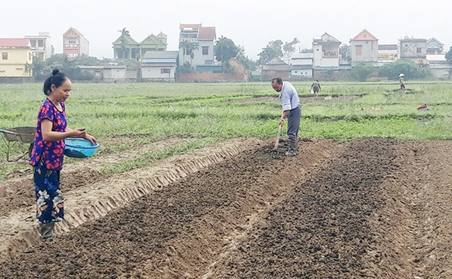 Người nông dân làm đất, tái sản xuất sau bão lũ.