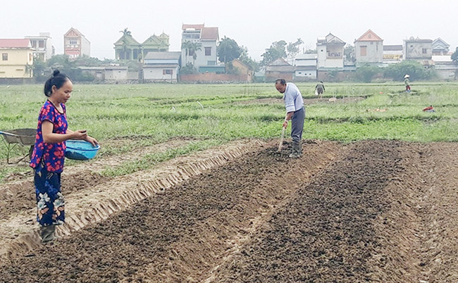 Người nông dân làm đất, tái sản xuất sau bão lũ.