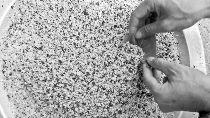 “Thần dược” trứng kiến gai đen chưa kịp bổ đã... ngộ độc? - Ảnh 1 “Thần dược” trứng kiến gai đen chưa kịp bổ đã... ngộ độc? - Ảnh 1