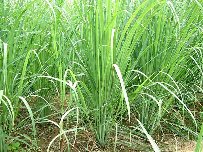 Cây sả: “Kho báu” luôn sẵn trong bếp của người Việt, có thể chữa hàng chục bệnh không cần đến thuốc Tây ảnh 1 Cây sả: “Kho báu” luôn sẵn trong bếp của người Việt, có thể chữa hàng chục bệnh không cần đến thuốc Tây ảnh 1