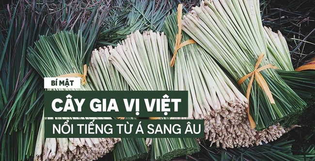 Cây sả: “Kho báu” luôn sẵn trong bếp của người Việt, có thể chữa hàng chục bệnh không cần đến thuốc Tây