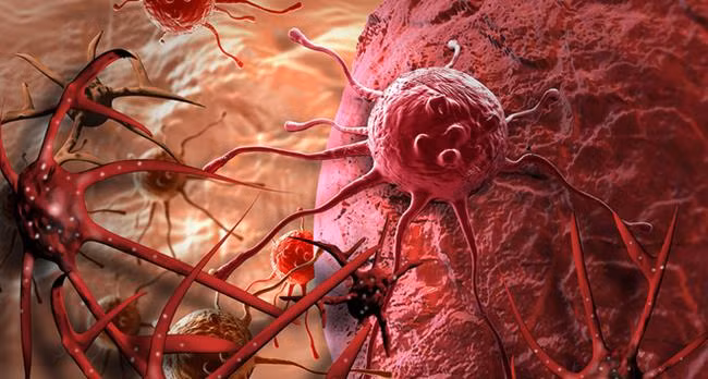 Phát hiện chất chống ung thư mạnh hơn thuốc 10.000 lần có trong loại gia vị ở Việt Nam ảnh 4