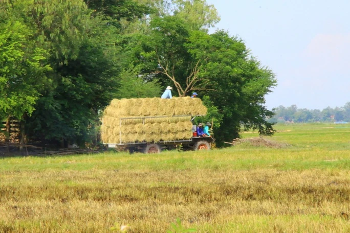 Bài viết 'Rạ rơm trổ nhớ' của Trần Đức Tín