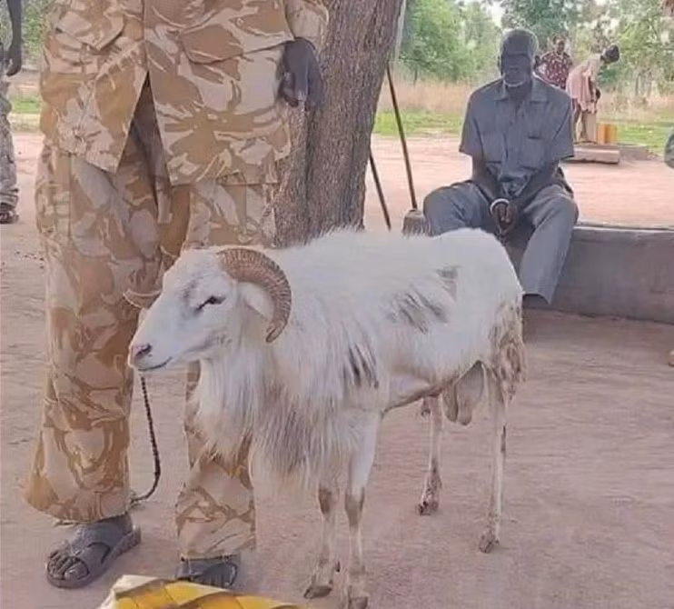 Con cừu bị kết án tù vì tội… giết người ảnh 1