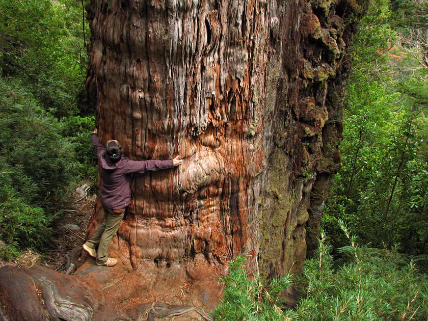 Cây Alerce Milenario ở Chile.
