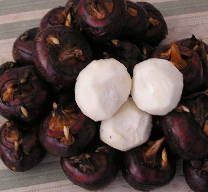 lợi ích của củ mã thầy