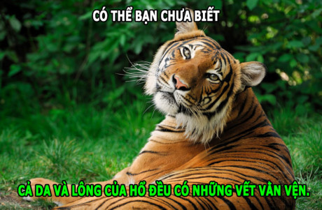 Sự đáng sợ của chồn hôi, hà mã chạy nhanh hơn người - Ảnh 6 Su dang so cua chon hoi, ha ma chay nhanh hon nguoi - Anh 6
