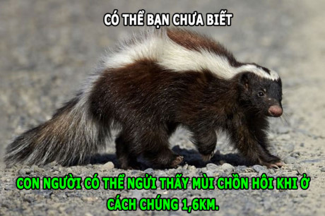 Sự đáng sợ của chồn hôi, hà mã chạy nhanh hơn người - Ảnh 3 Su dang so cua chon hoi, ha ma chay nhanh hon nguoi - Anh 3