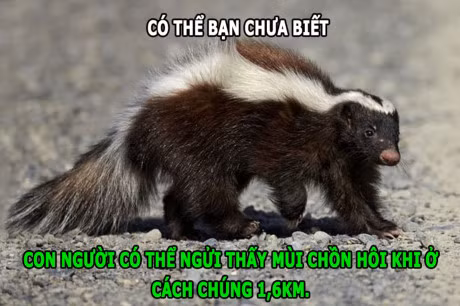 Su dang so cua chon hoi, ha ma chay nhanh hon nguoi - Anh 3