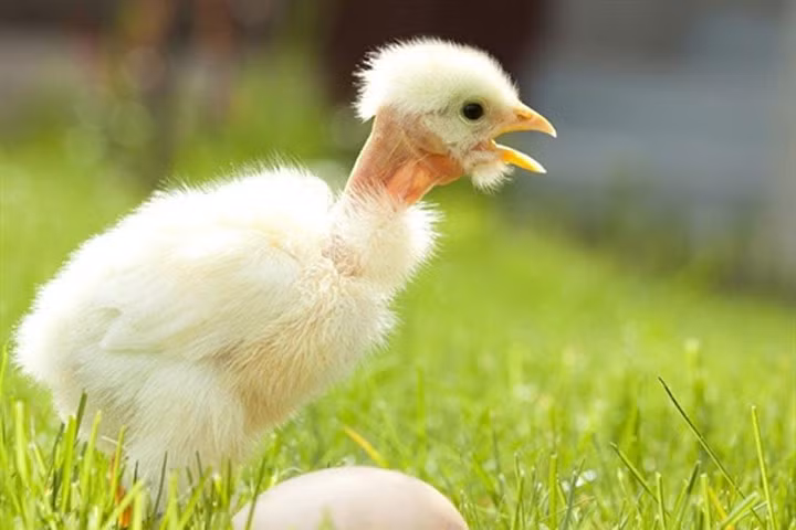 Bộ lông "độc, lạ" của gà cổ trụi