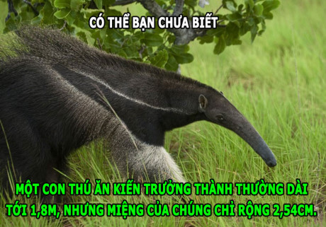 Sự đáng sợ của chồn hôi, hà mã chạy nhanh hơn người - Ảnh 1 Su dang so cua chon hoi, ha ma chay nhanh hon nguoi - Anh 1