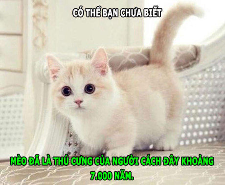 Sự đáng sợ của chồn hôi, hà mã chạy nhanh hơn người - Ảnh 4 Su dang so cua chon hoi, ha ma chay nhanh hon nguoi - Anh 4