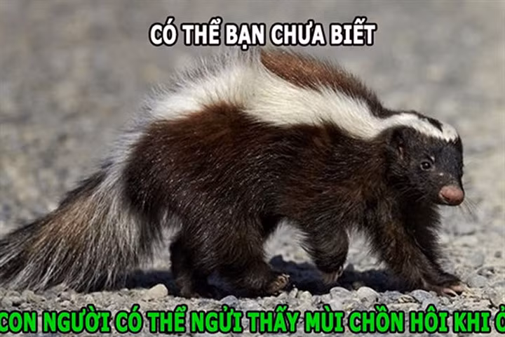 Sự đáng sợ của chồn hôi, hà mã chạy nhanh hơn người